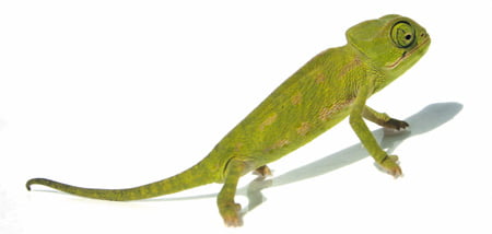 chameleon | Tepelná čerpadla Mach | Moravský Krumlov chameleon | Tepelná čerpadla Mach | Moravský Krumlov